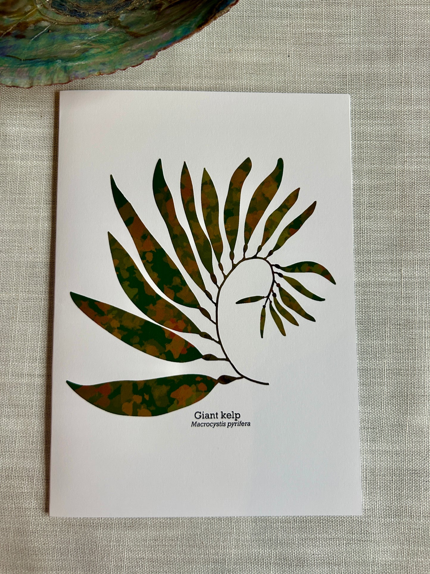 Giant Kelp Greeting Card – Coastal Botanical Art Card 5x7