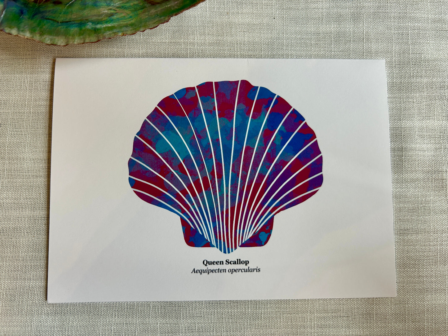 Queen Scallop Greeting Card - Coastal Marine Life Art Print 5x7