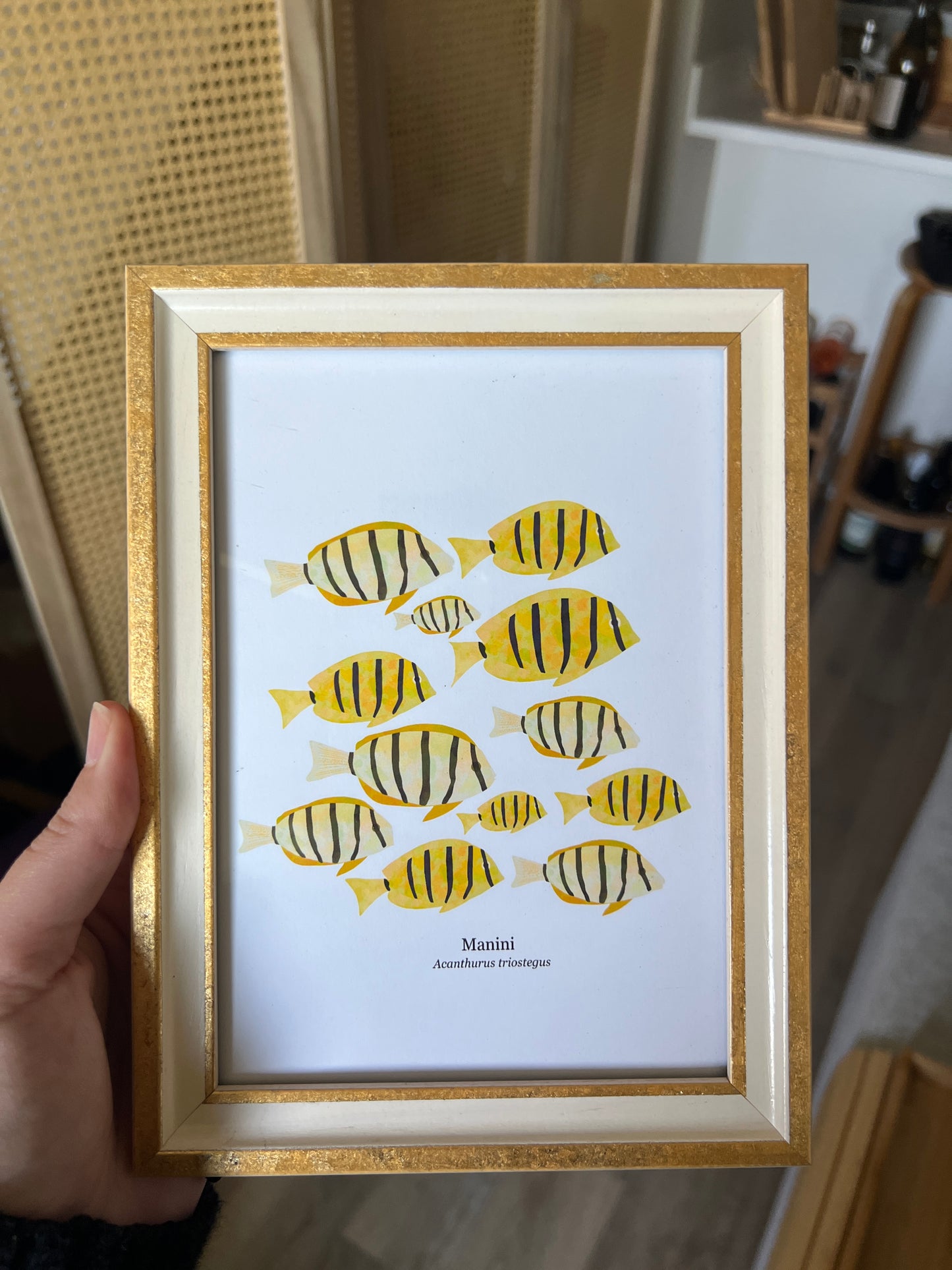 Convict Tang Greeting Card – Tropical Fish Art Card 5x7