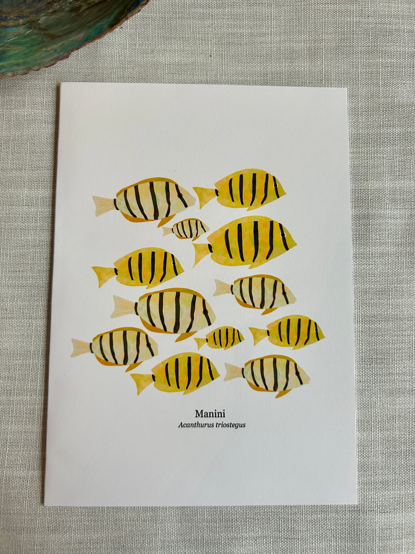Convict Tang Greeting Card – Tropical Fish Art Card 5x7