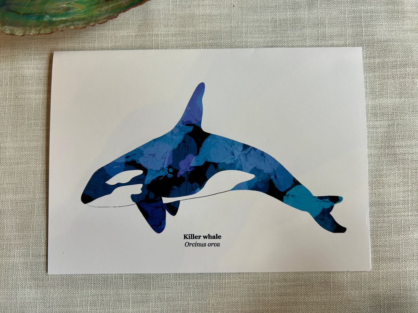 Orca (Killer Whale) Greeting Card – Marine Life Art Print Card 5x7