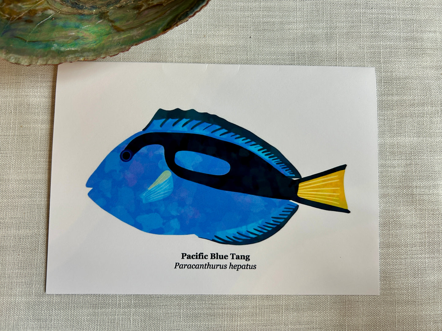 Pacific Blue Tang Greeting Card – Tropical Fish Art Card 5x7